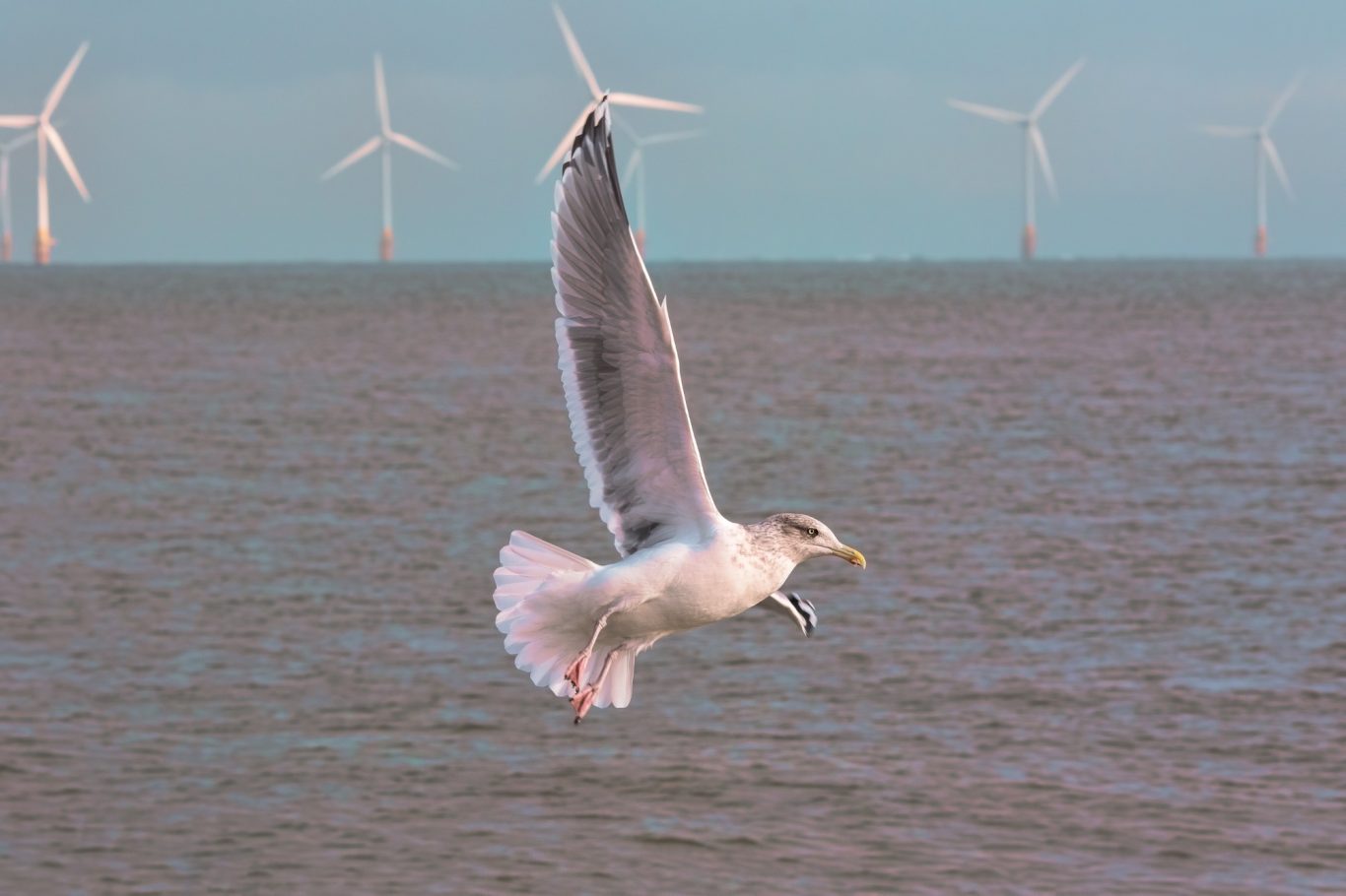 Interaction between offshore wind development and marine birds